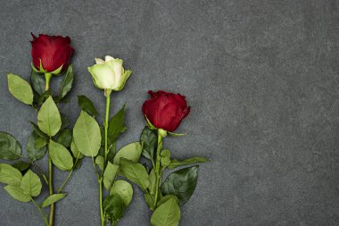Gri grunge arkaplanda kopyalanmış güzel gül çiçeği