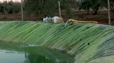 Tarımda sulama için plastik su tutma havzası. Su borusundan akan su dairesel beton bir havzaya akar.