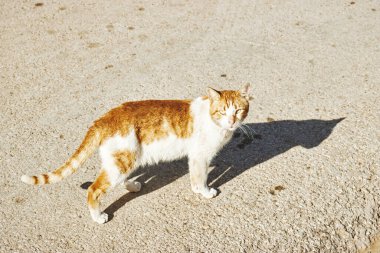 Kızıl kedi kameraya bakar ve dışarı çıkar.