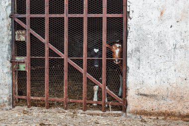 Eski kahverengi bariyerin arkasında sevimli iki buzağı