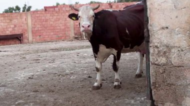 Eski çiftlikteki kahverengi inek ve kameraya bakıyor. 