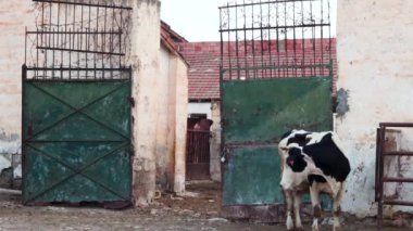 İnekler eski metal kapılarla çiftliğe giriyor.