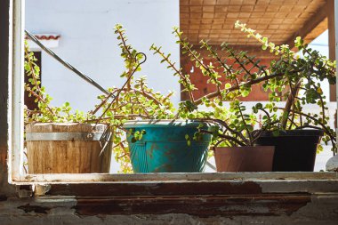 pot of Portulacaria Afra - elephant bush is a small-leaved succulent plant native from South Africa near window  clipart