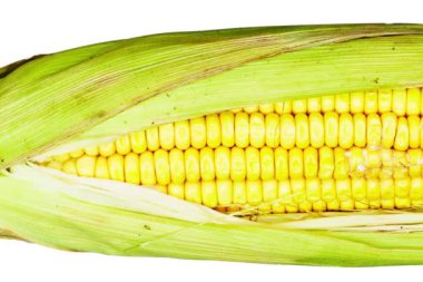 Beyaz arkaplanda izole edilmiş taze mısır koçanı