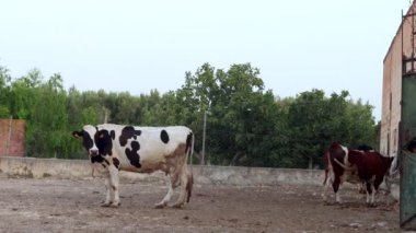 İnekler çiftlikte birbirleriyle oynuyorlar.