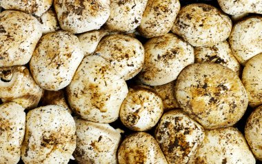 Taze lezzetli şampiyon mantarı.