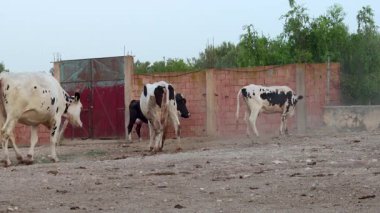 İnekler çiftlikte birbirleriyle oynuyorlar.