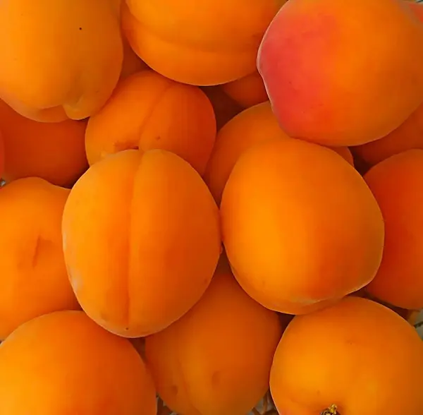 Абрикос Південний Фрукт Блідо Оранжевого Кольору Високоякісна Фотографія — стокове фото