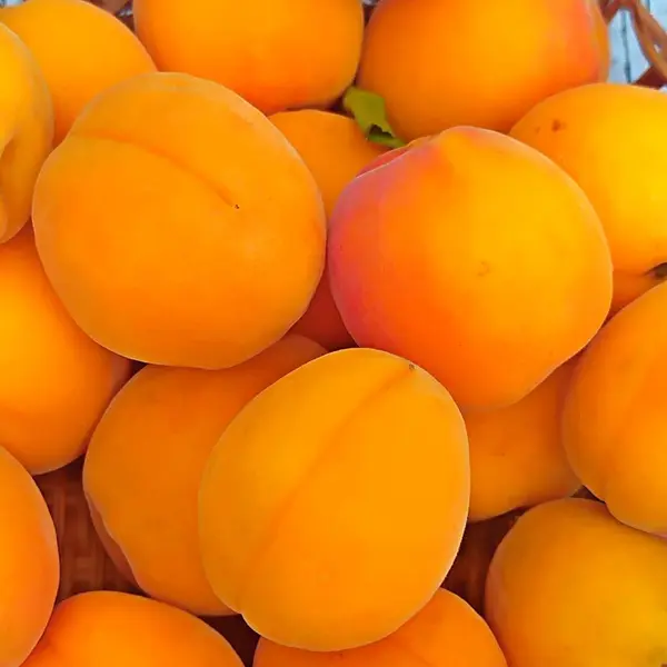 エイプリコット 南のフルーツは色が淡いオレンジ色です 高品質の写真 — ストック写真