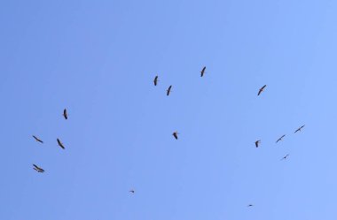 Kuşlar gökyüzünde uçuyor. Yüksek kalite fotoğraf