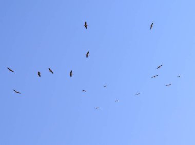 Kuşlar gökyüzünde uçuyor. Yüksek kalite fotoğraf