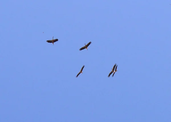 Πουλιά Μαζεύονται Ψηλά Στον Ουρανό Υψηλής Ποιότητας Φωτογραφία — Φωτογραφία Αρχείου