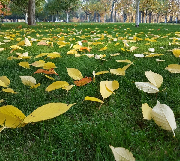 Hojas Amarillas Otoñales Sobre Hierba Verde — Foto de Stock
