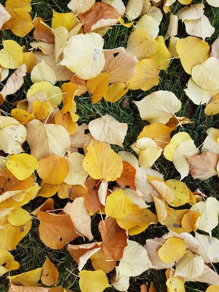 Осень Желтые Листья Зеленой Траве — стоковое фото