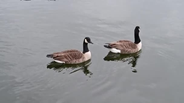 Канадские Гуси Озере Уиндермир Озерном Округе Камбрии Англии — стоковое видео
