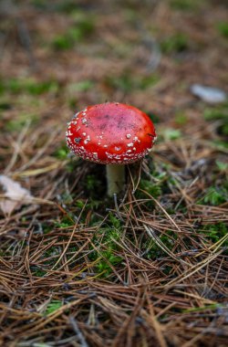  Polonya ormanında tarım mantarı uçar.