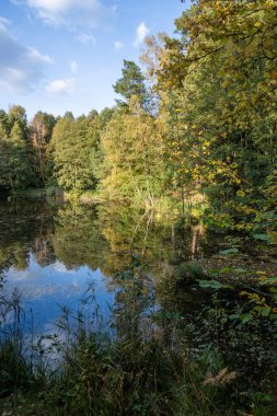 Bydgoszcz ve Solec Kujawski arasında güneşli bir günde Polonya 'da yeşil ormanın güzel bir manzarası.