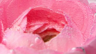 Su kabarcıklarıyla kaplı gülün yakın çekimi. Stok görüntüleri. Temiz suda kabarcıkları olan güzel pembe bir gül. Suda hafif ferahlatıcı bir gül. Çiçekli parfüm suyu. 
