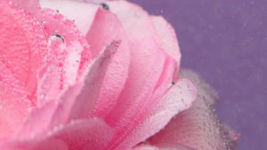 Su kabarcıklarıyla kaplı gülün yakın çekimi. Stok görüntüleri. Temiz suda kabarcıkları olan güzel pembe bir gül. Suda hafif ferahlatıcı bir gül. Çiçekli parfüm suyu. 