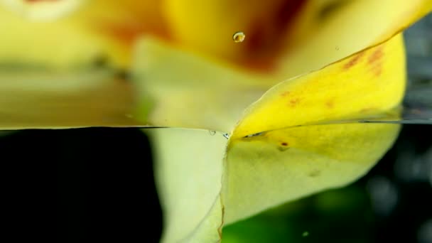 Suda Kabarcıklar Olan Güzel Sarı Çiçek Stok Görüntüleri Köpüklerle Dolu — Stok video