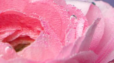 Gül üzerinde oksijen baloncuklarına yakın çekim. Stok görüntüleri. Net sularda kabarcıkları olan narin, güzel bir gül. Narin pembe güllü parfüm suyu.