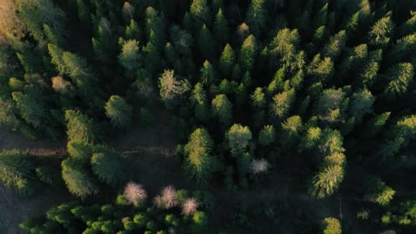 秋の森のトップダウンビュー フォールウッドランド空中撮影 クリップ ドローンは松の木と黄色の木の上を飛ぶ — ストック動画