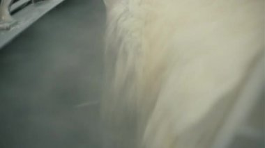 Endüstriyel miksere un dök. Şarjör. Karıştırma tankı ve yoğurma hamuru dolduruyorum. Sanayi hamur karıştırıcısına un doldurmak. 