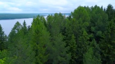 Yeşil çam ağacı ormanının havadan görünüşü. Şarjör. Sonu gelmeyen akıntıların üzerinde uçmak ve geniş nehir ve kozalaklı ormanı bükmek.
