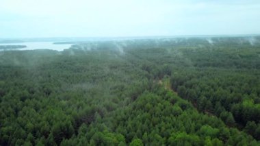 Orman ve sisli gri bir manzara. Clip. Ormandaki nehrin koyu manzarası. Üzerinde gri gökyüzü olan yeşil uzun ağaçlar. Yüksek kalite 4k görüntü