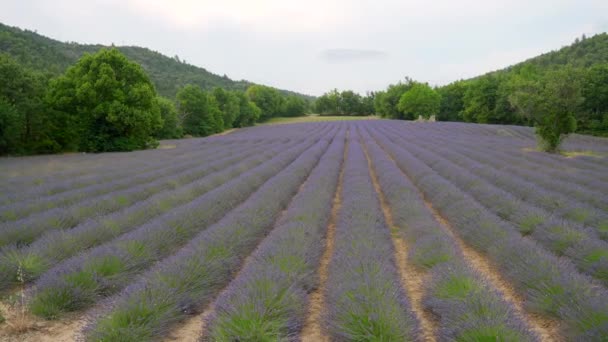 トロピカルフィールド アクション 白い空の円で成長する緑の木と畑の紫の花 高品質の4K映像 — ストック動画