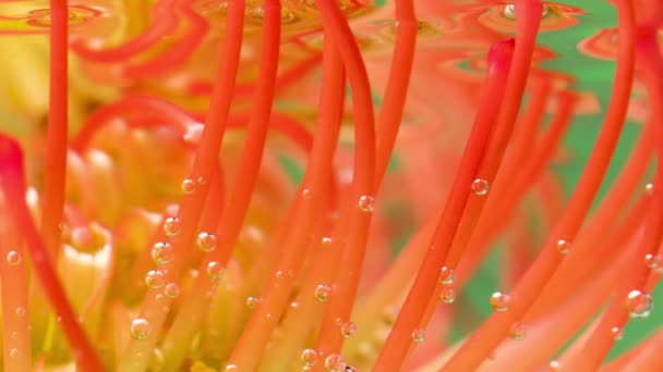 Narancs Virágok Vízben Készletfelvétel Buborékok Akváriumban Amelyek Lebegnek Beborítják Narancsvirág — Stock videók