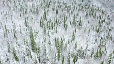 Kış orman manzarası. Clip.Beyaz karın üzerinde duran yeşil ladin yüksekliğinden bak. Yüksek kaliteli FullHD görüntüler