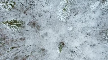  Aralık ormanı. Clip. Kışın ilk zamanlarının helikopter görüntüsü ve kar altında yan yana duran ağaçlar. Yüksek kaliteli FullHD görüntüler