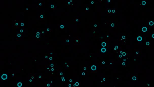 Zwarte Achtergrond Ontwerp Paarse Kleine Blauwe Cirkels Animatie Rijzen Snel — Stockvideo