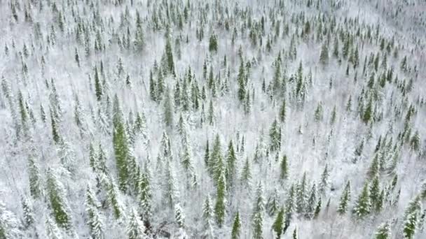 Paisagem Florestal Inverno Clip View Partir Uma Altura Abeto Verde — Vídeo de Stock