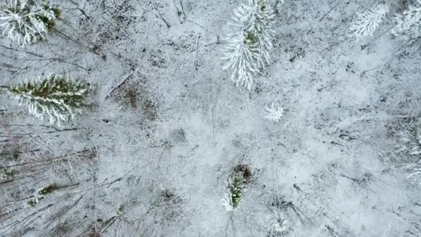 Aralık Ormanı Clip Kışın Ilk Zamanlarının Helikopter Görüntüsü Kar Altında — Stok video