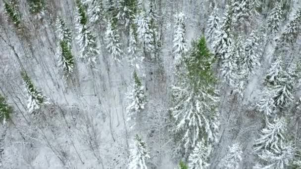Vista Aérea Del Bosque Invernal Pinos Clip Volando Por Encima — Vídeos de Stock