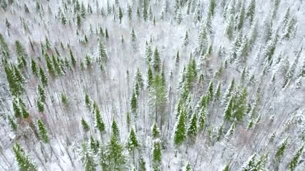 Neve Inverno Cobriu Chão Branco Floresta Pinheiro Clipe Beleza Natureza — Vídeo de Stock