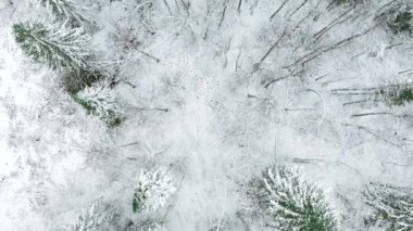 Karışık orman ve beyaz karla kaplı havadan kış manzarası. Şarjör. Donmuş soğuk doğa, yukarıdan manzara