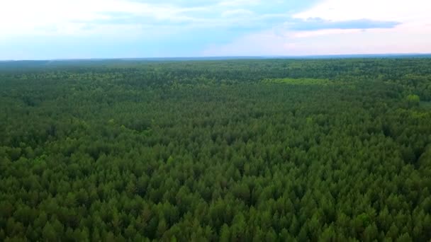 Vista Superior Horizonte Floresta Verde Céu Azul Clipe Bela Paisagem — Vídeo de Stock