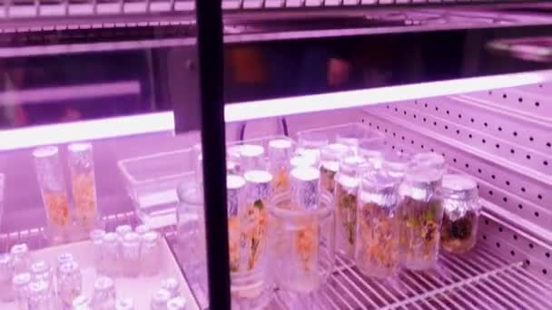 空のフラスコと緑の植物が付いている実験室の冷蔵庫 ストック映像 科学コンセプト — ストック動画