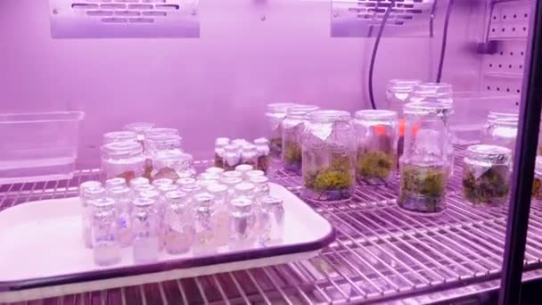 空のフラスコと緑の植物が付いている実験室の冷蔵庫 ストック映像 科学コンセプト — ストック動画