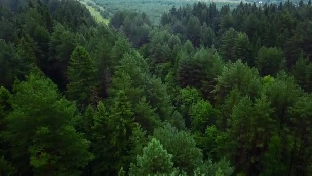 Μια Μυριάδα Από Πράσινα Δέντρα Clip Μια Πανοραμική Θέα Της — Αρχείο Βίντεο