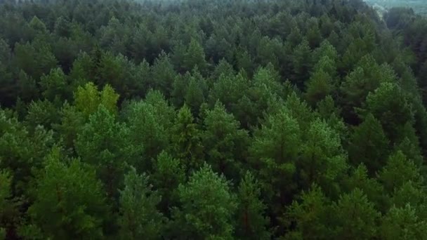 无数的绿树 云杉和松树的鸟瞰景观 绿枝鲜绿 高质量的4K镜头 — 图库视频影像