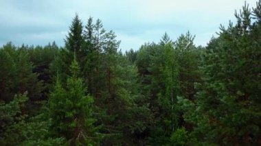 Ormanın ortasında dar bir toprak yol. Clip. Yeşil ağaçların tepesinden bir manzara ve aralarında yağmurdan sonra dar bir yol. Yüksek kalite 4k görüntü