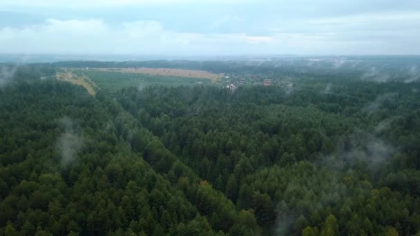Ελαφριά Ομίχλη Πάνω Από Πράσινο Δάσος Ψηλά Δέντρα Που Στέκονται — Αρχείο Βίντεο