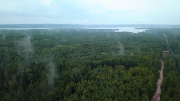 Luce Nebbia Sulla Foresta Verde Clip Tall Alberi Piedi Uno — Video Stock
