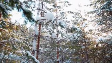 Karla kaplı çam dalları. Şarjör. Güneşli bir kış gününde ağaçların alçak açılı manzarası