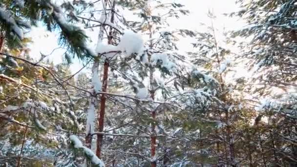 Ramas Pino Con Agujas Cubiertas Nieve Clip Vista Ángulo Bajo — Vídeos de Stock