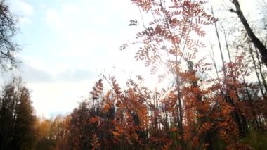 Sonbahar ormanlarındaki güneş ışınlarının arka planında kırmızı ağaç yaprakları. Şarjör. Ormandaki dağ küllerinin güz yaprakları. Sonbaharda parlak gökyüzünün arka planında nadir ağaç yaprakları. 